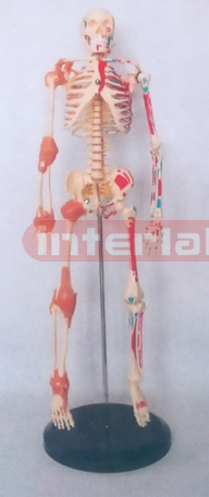 65 CM TALL, RIGHT HALF JOINTS LIGAMENTS & NUMBERED & LEFT HALF MUSCLES PAINTED, HUMAN SKELETON MODEL WITH PLASTIC BASE.